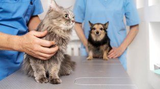 El rol de los veterinarios en cada hogar con mascotas