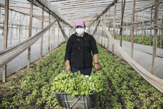 Las colonias agroecológicas en el país son proyectos promovidos por la Unión de Trabajadores de la Tierra (UTT).