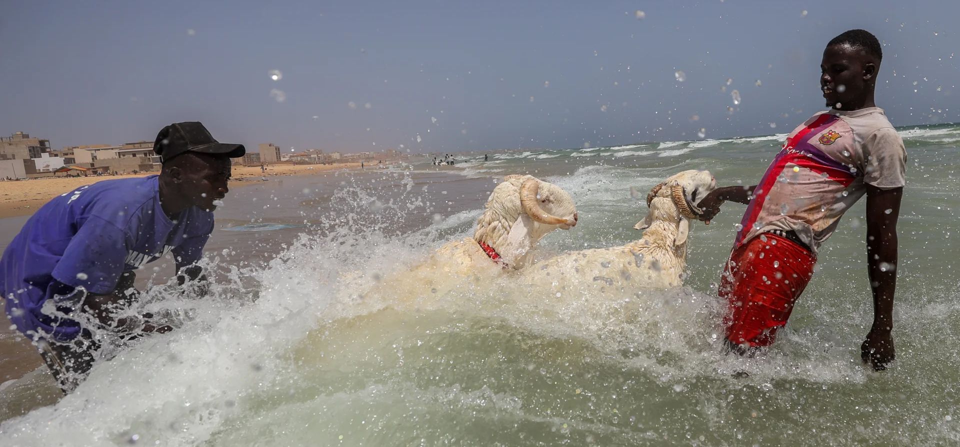Los niños lavan sus ovejas de sacrificio en el mar antes de la festividad musulmana de Eid al-Adha, Dakar, Senegal. Fotografía: Cem Ozdel/Anadolu/Getty Images Los niños lavan sus ovejas de sacrificio en el mar antes de la festividad musulmana de Eid al-Adha, Dakar, Senegal. Fotografía: Cem Ozdel/Anadolu/Getty Images