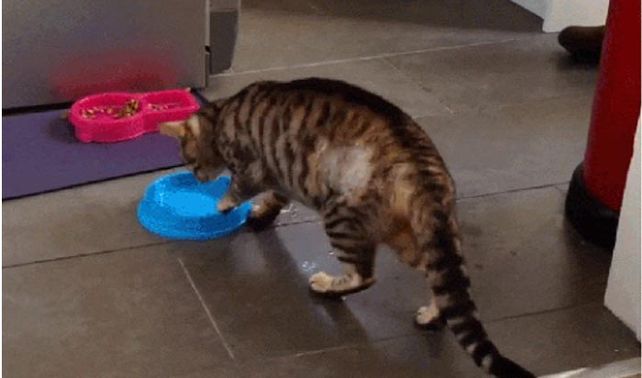 Revelan las causas que llevan a los gatos a correr el platito del que toman agua