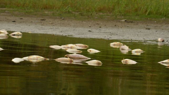 Área de Ambiente analizará las causas de la mortandad de peces en Concepción del Uruguay