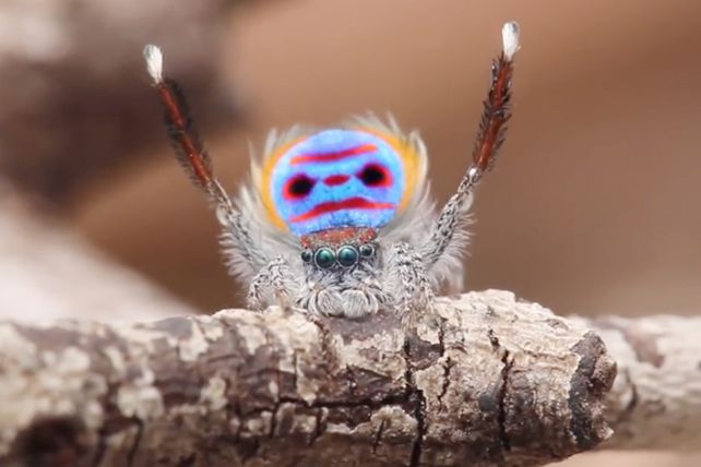 Araña luce sus pasos al mejor estilo Village People