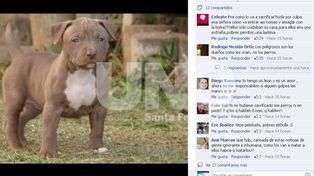 Crecen las repercusiones por el caso del ataque de los pitbull en Alto Verde