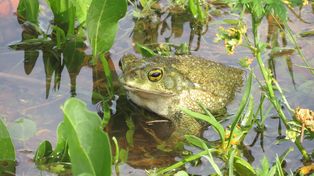 El sapo argentino (rhinella arenarum) es una de las especies estudiadas y más amenazadas por la contaminación ambiental.