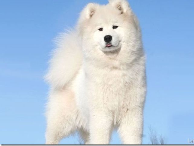Estas son la razas de perros más caras del mundo