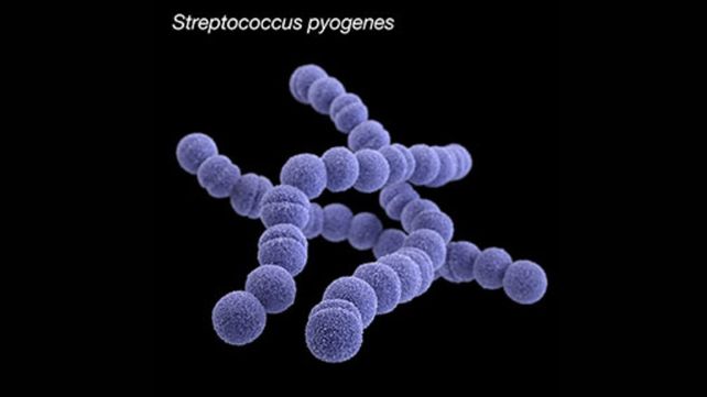 Cómo actúa la streptococcus, la bacteria que causó la muerte de cuatro niños