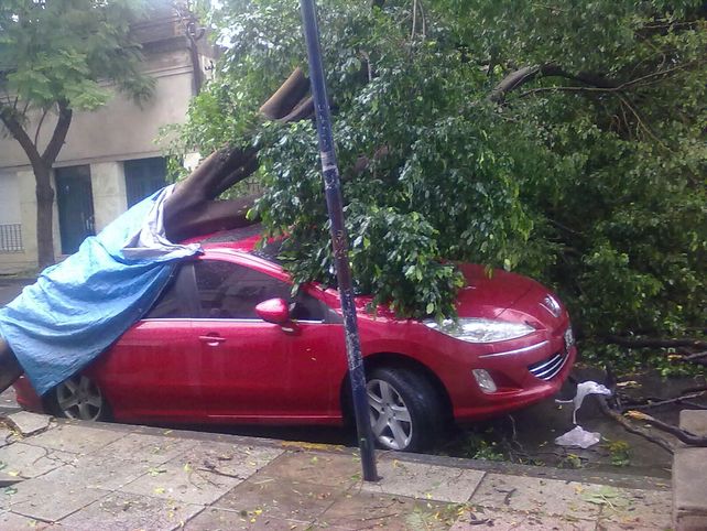 Un árbol cayó sobre un auto en 9 de julio al 3100. Gentileza Benjamín Alvarez.