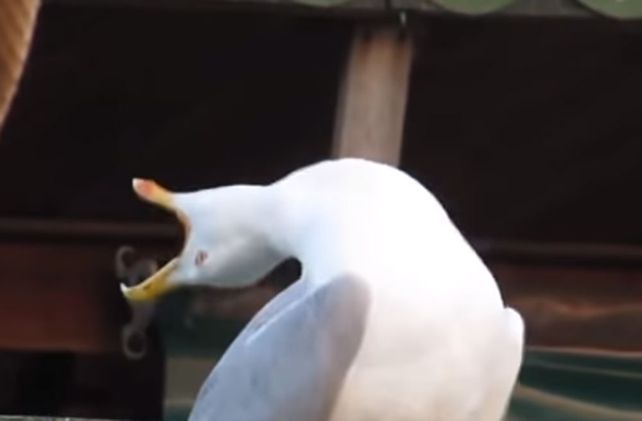 ¿Dónde surgió el meme de la gaviota?