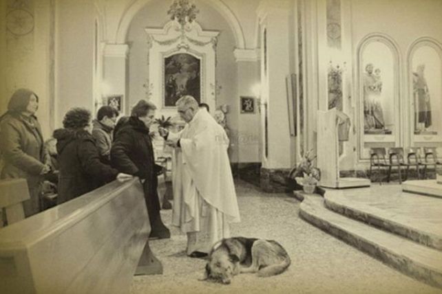 Un pastor alemán llora a su dueña en una iglesia en Italia
