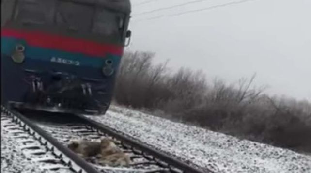 El video de un perro protegiendo a su compañera herida sobre las vías de un tren se vuelve viral