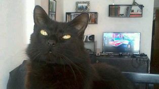 Después de seis días, un joven encontró a su gato escondido en el placard