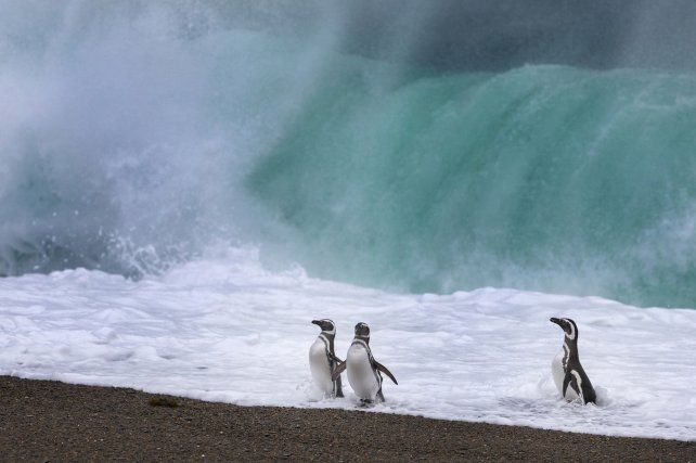 Pingüino de Magallanes - Mar Patagónico-Argentina