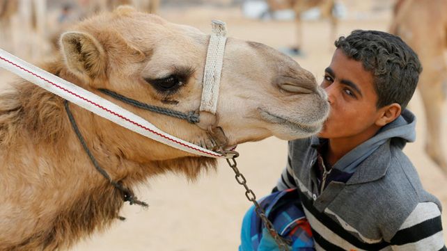 Carreras de camellos en el desierto de Egipto