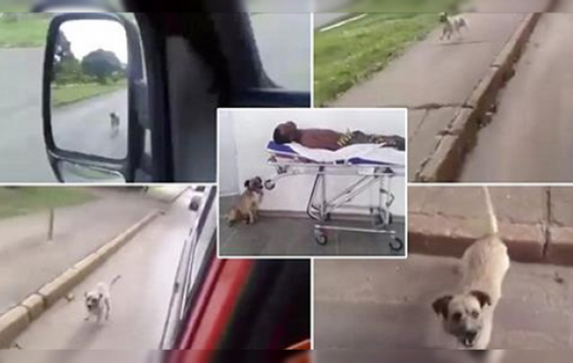 La incansable persecución del perro se habría extendido por varios kilómetros.