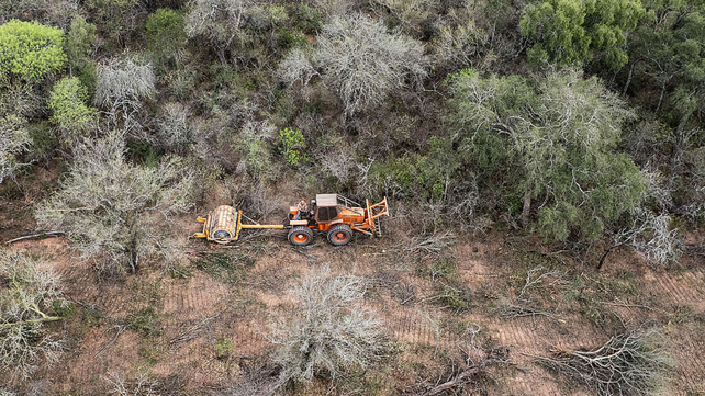 La deforestación en el Gran Chaco