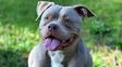 Una beba de cuatro meses murió tras ser atacada por un pitbull mientras dormía en su cuna