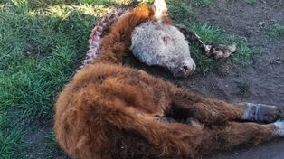 La Filial Larroque de Federación Agraria denunció que jaurías de perros atacan y matan ejemplares de ganado vacuno y lanar