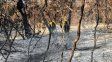 Incendio en Parque Nacional Los Alerces: investigan responsabilidad penal