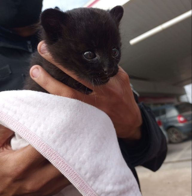 Cachorro de gato montés localizado y secuestrado en un domicilio de San José de la Esquina.