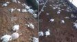 Tres perros ingresaron a un criadero de pollos en Recreo, mataron a 3.000 aves y provocaron pérdidas millonarias