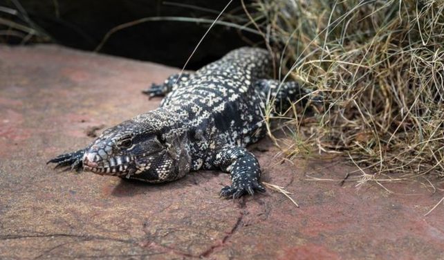 En el río Luján viven varios de los animales que se desplazaron hasta los barrios privados.