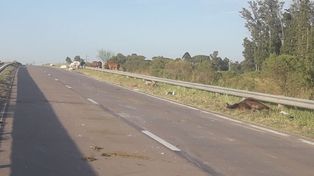 Un camión chocó y mató a cinco caballos en la Circunvalación oeste