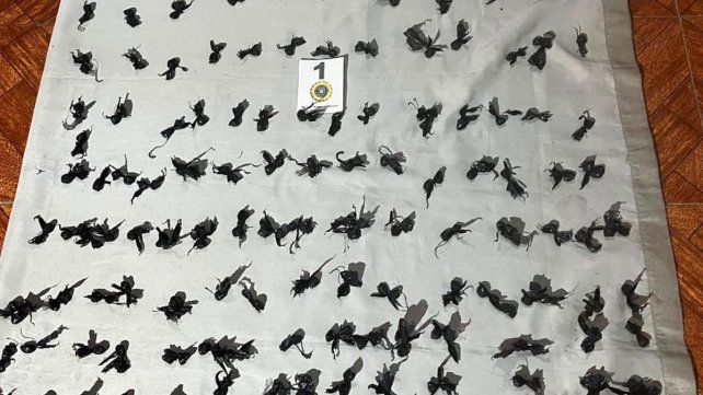 Secuestraron más de 220 envoltorios con drogas y casi un millón de pesos. Hay ocho detenidos en Concordia