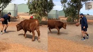 Video viral: Coco, el toro que juega al básquet y sorprende con su agilidad