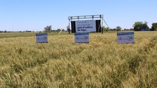 El trigo HB4 Bioceres se aprobó en Estados Unidos
