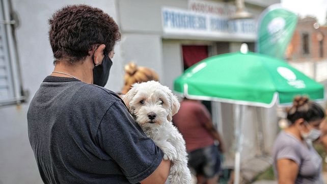 Castraciones gratuitas para animales de compañía