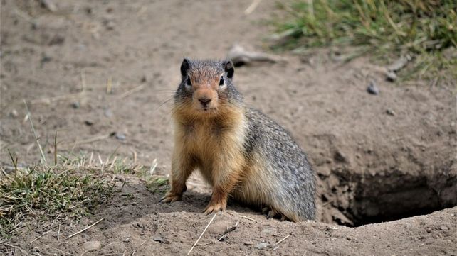 Llamen a Bill Murray: hoy es 2 de febrero, el Día de la Marmota