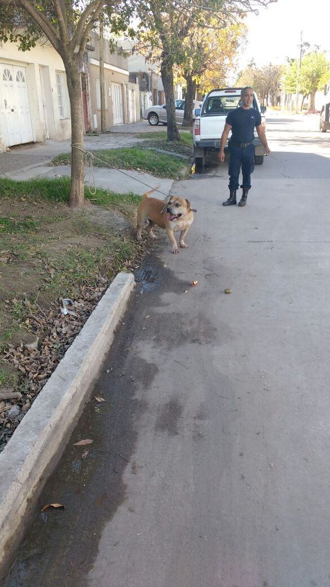 Enojadísimo. El can mordió primero a un vecino y luego a un policía.&nbsp;