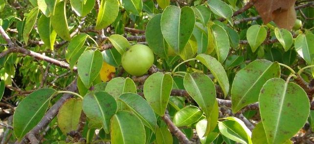 Este árbol puede matarte