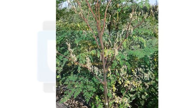 Fumigaron glifosato en un campo vecino y arruinaron una producción de moringa