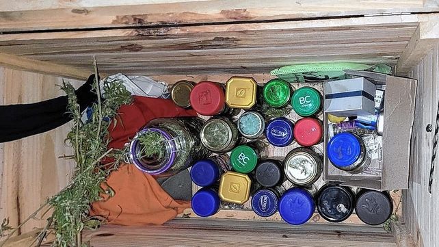 Denunció al hermano por cultivar plantines de marihuana