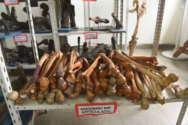 El enigma de Carmelita, la momia rosarina que se exhibe en Medicina