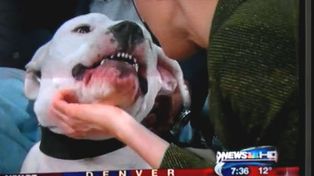 Impactantes im&aacute;genes de un dogo que muerde en la cara a una periodista