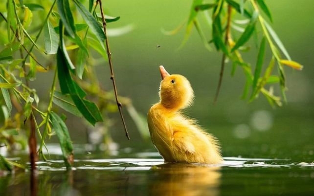 Pato real