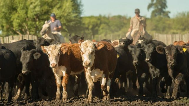 Ganadería: se recuperan los valores de la vaca luego de dos meses de caída