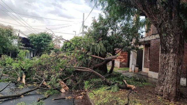 La tormenta en Paraná produjo árboles caídos y casas inundadas.