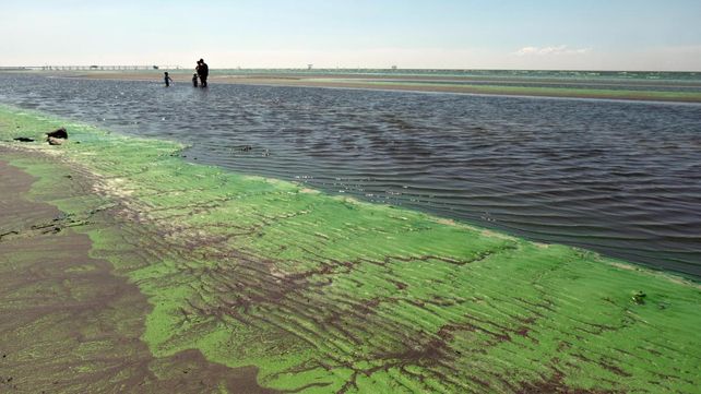La masa verde intenso que dejan las cianobacterias en la costa del Río de la Plata.&nbsp;
