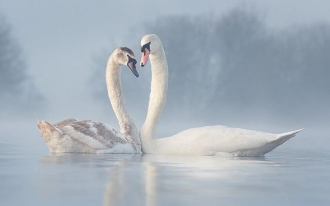 Cisne mudo