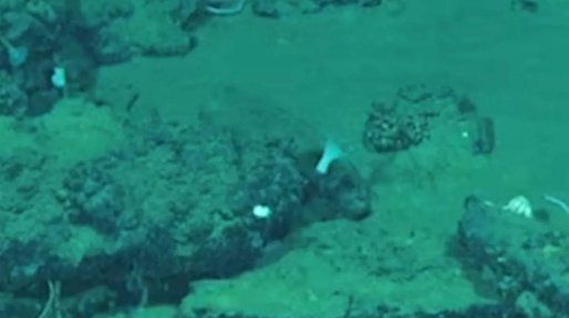 Descubrieron en el Índico un cementerio de ballenas de 5 millones de años