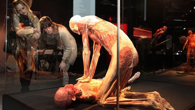 El museo de anatomía Body Worlds en Londres exhibe increíbles figuras