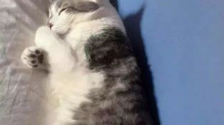 Podrían multar a una aerolínea que perdió el gato de un pasajero en Bolivia