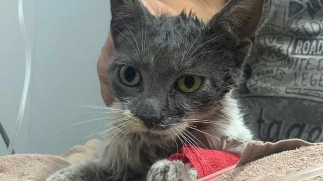 La gata Renata tiene cinco meses y estaba atrapada en un desagüe&nbsp;