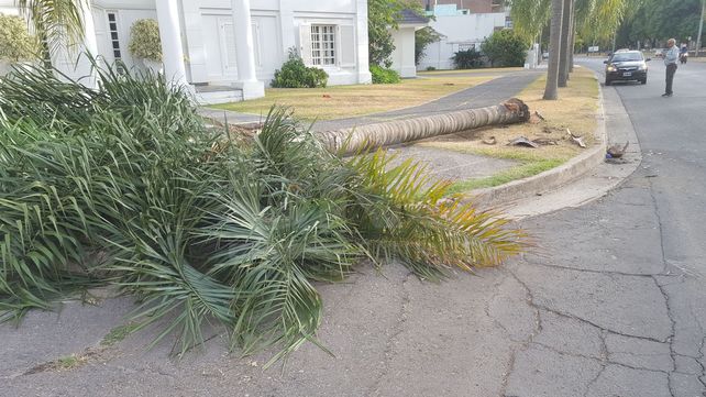 Una mujer en estado delicado luego de chocar su auto con una palmera en la Costanera