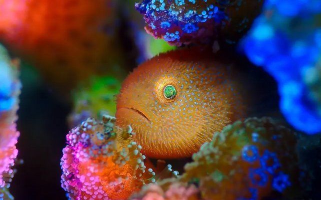 Rainbow Goby de ManBd (Malasia), gobio panda peludo tomado en Lembeh, Indonesia.