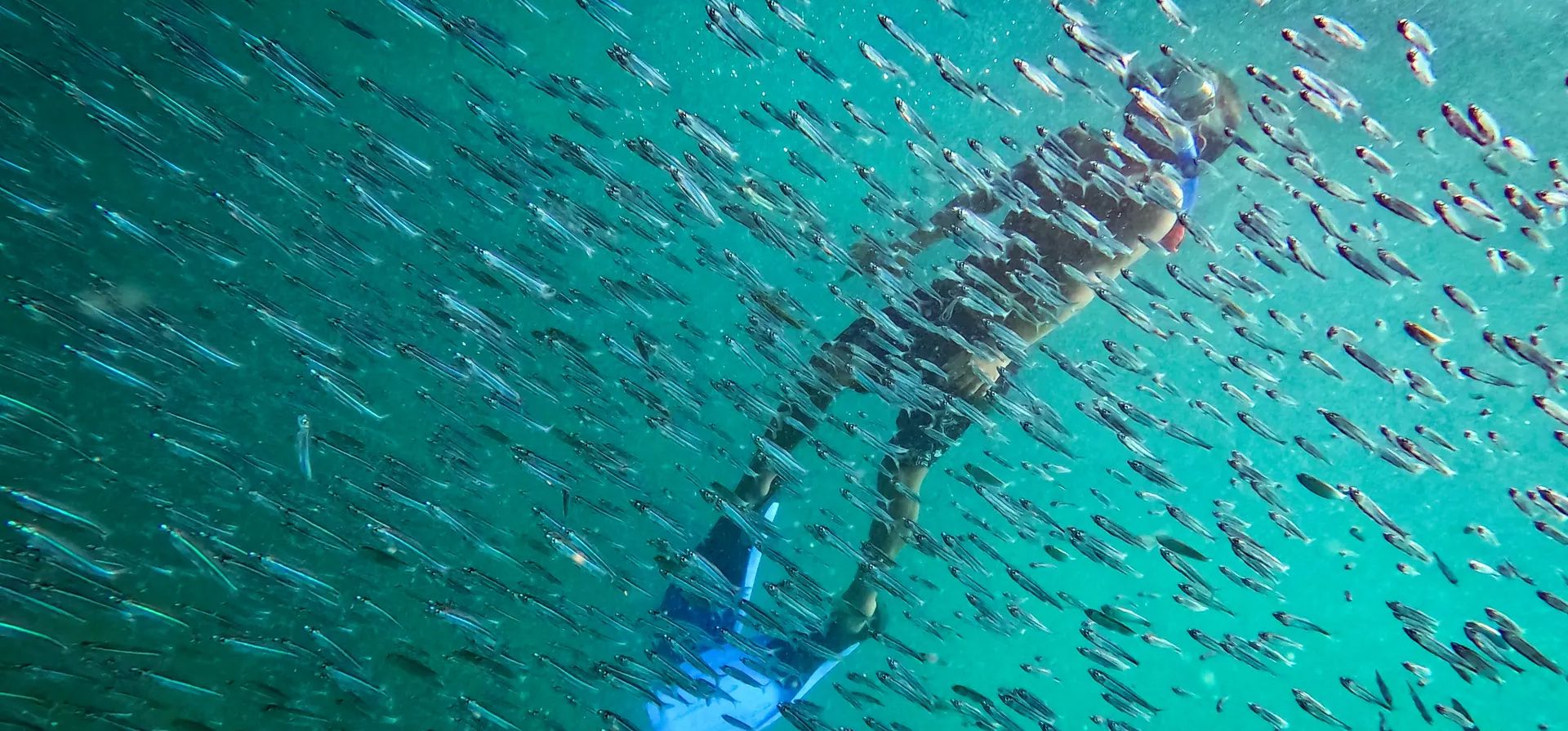 Isla Cubagua, VenezuelaUn buceador observa un banco de peces cerca de un naufragio. Fotografía: Matías Delacroix/AP Isla Cubagua, VenezuelaUn buceador observa un banco de peces cerca de un naufragio. Fotografía: Matías Delacroix/AP