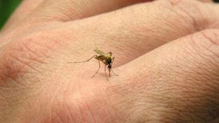 Encefalitis Equino del Oeste. La enfermedad se transmite a través de la picadura de mosquitos infectados que actúan como vectores